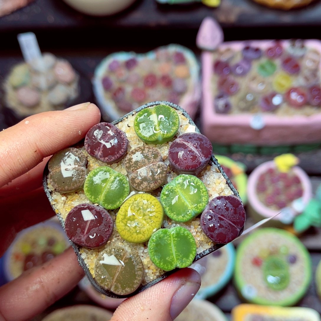 334生石花带盆发1