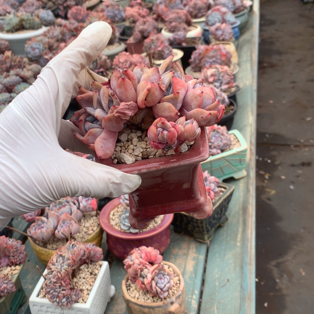 无花朵无砍哈哈哈哈哈哈哈哈