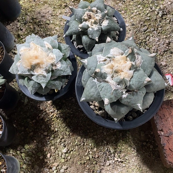 自根牡丹3棵特价一起