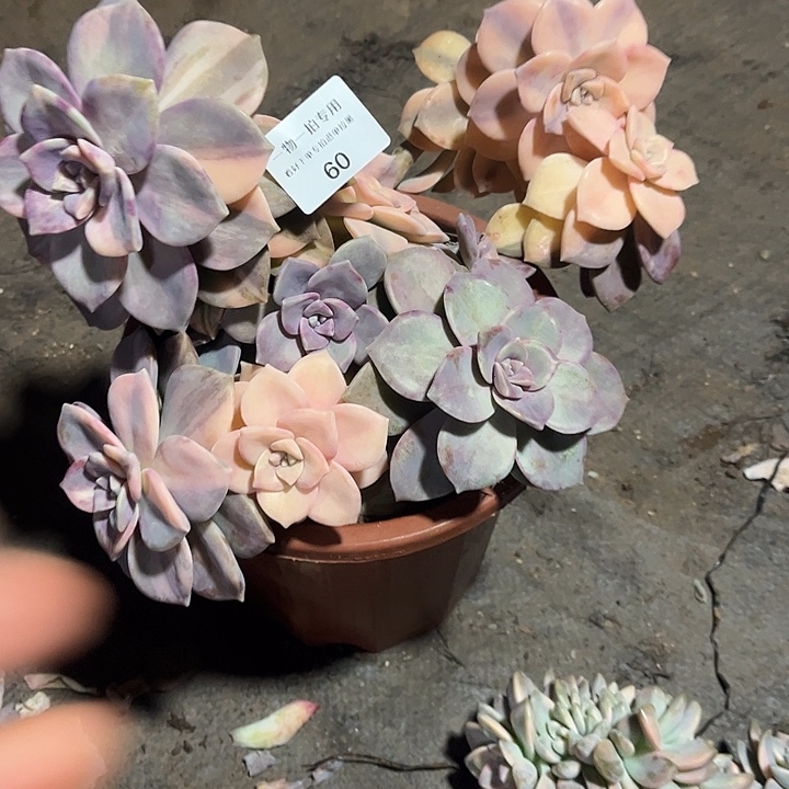 我***^紫乐锦大群，一物一拍