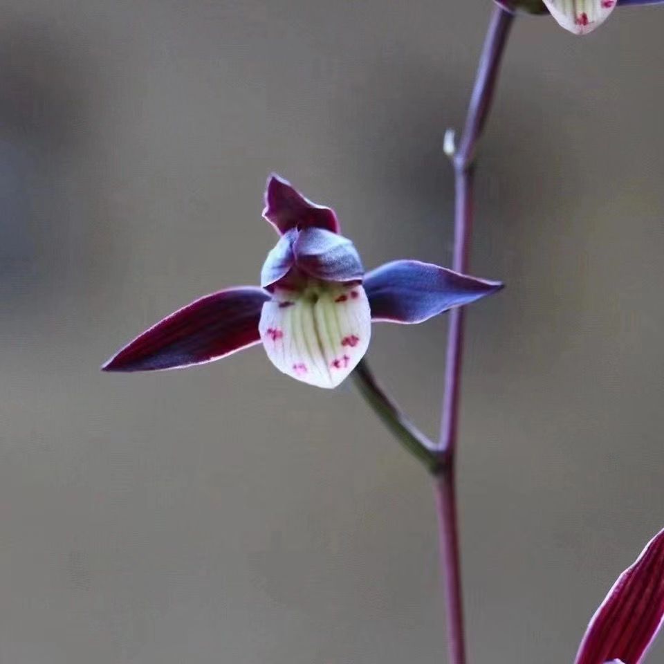 （清园）建兰春兰莲瓣兰室内阳台庭院好养易活终身包对版放心购买