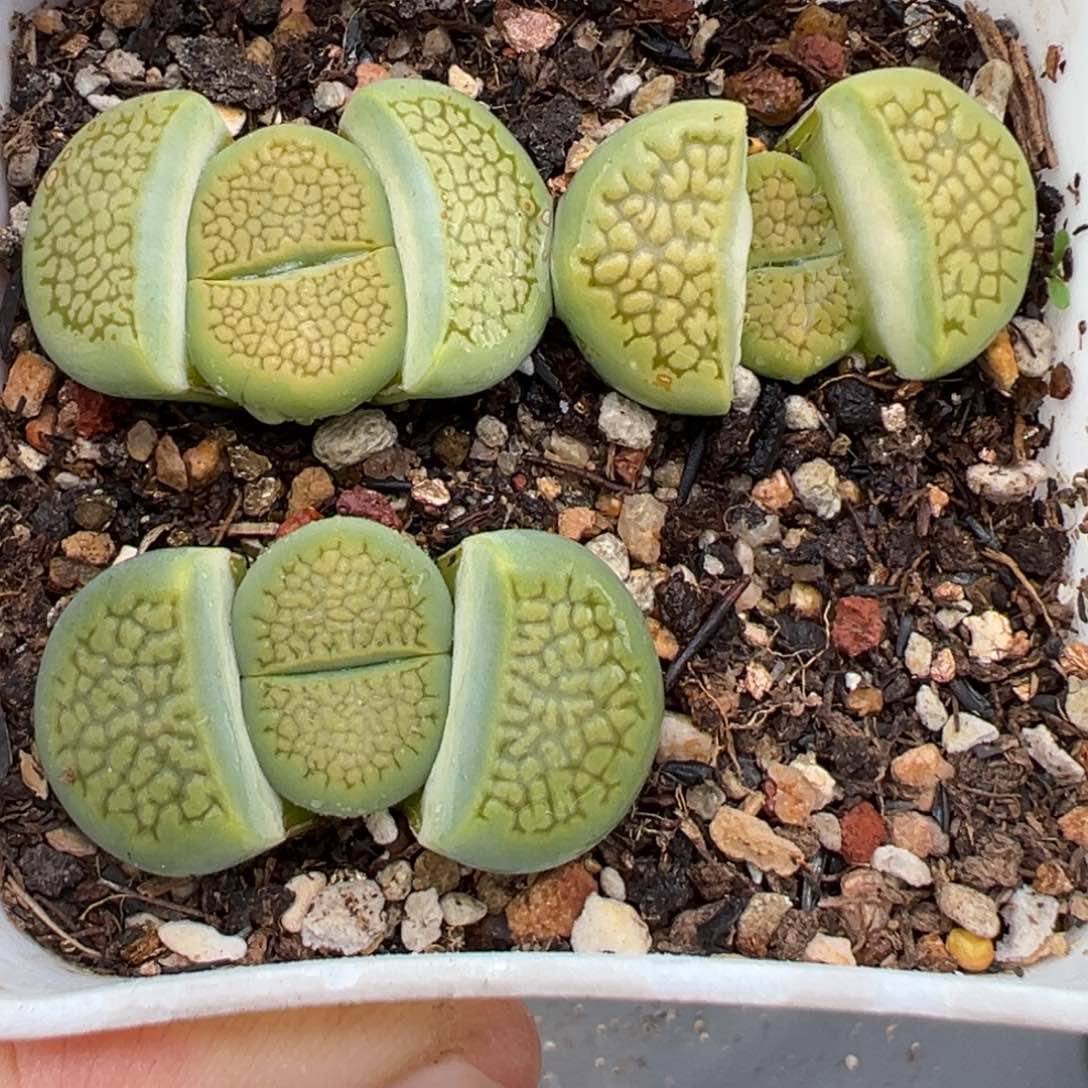 2.7好看的多肉850