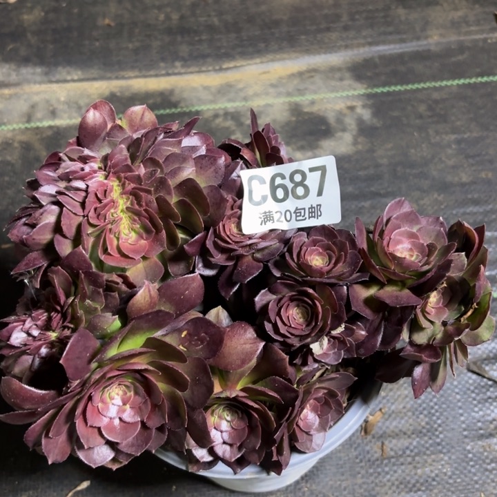 瑞妈一物一拍687