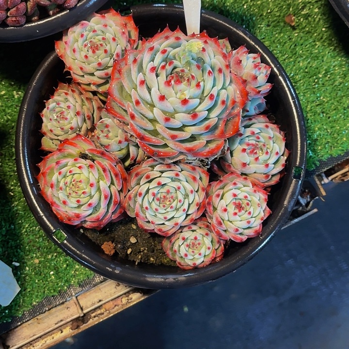 王****丽娟花卉水蜜桃多头