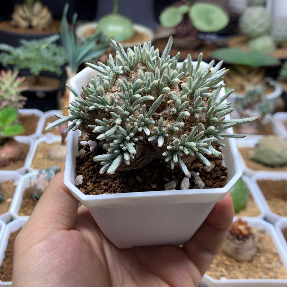 产地红花韧锦带盆发货