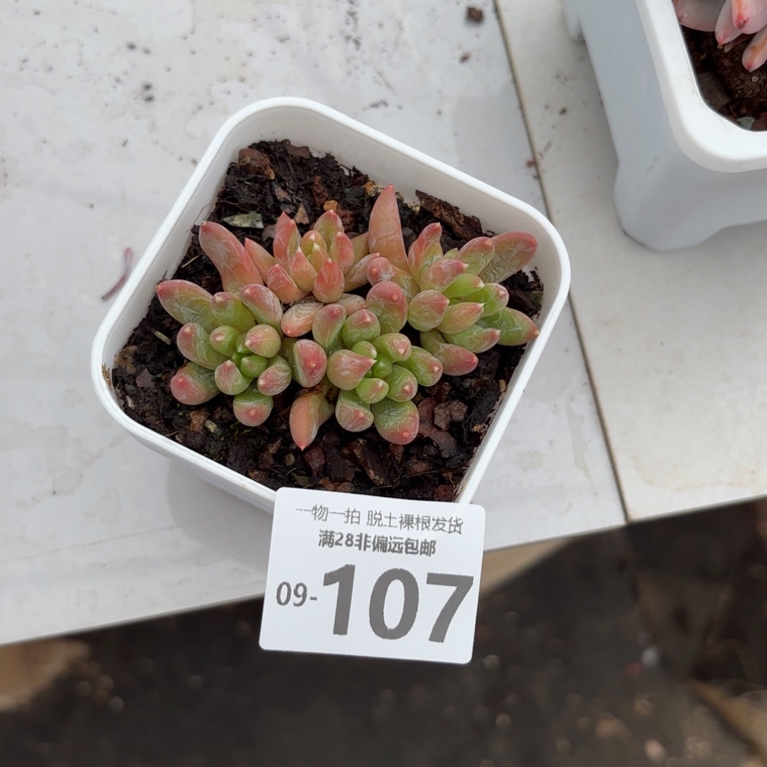 重楼老桩多肉多肉多肉