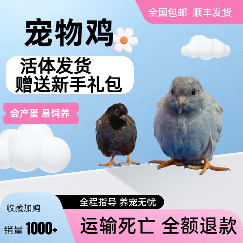 【现场可挑颜色】1公和纯母50-70天成年芦丁鸡顺丰包邮