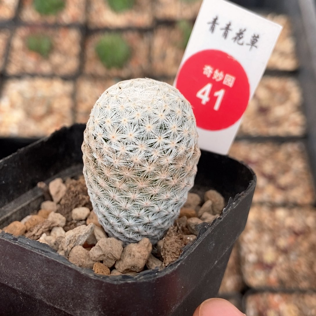 实生白鸟2.4cm一棵仙人球