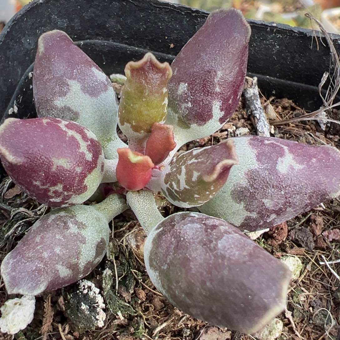 C****墨点牛血色海豹单头纯木质桩