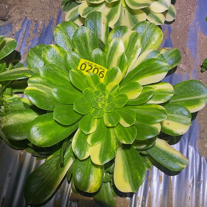 0206五彩琉璃多肉植物