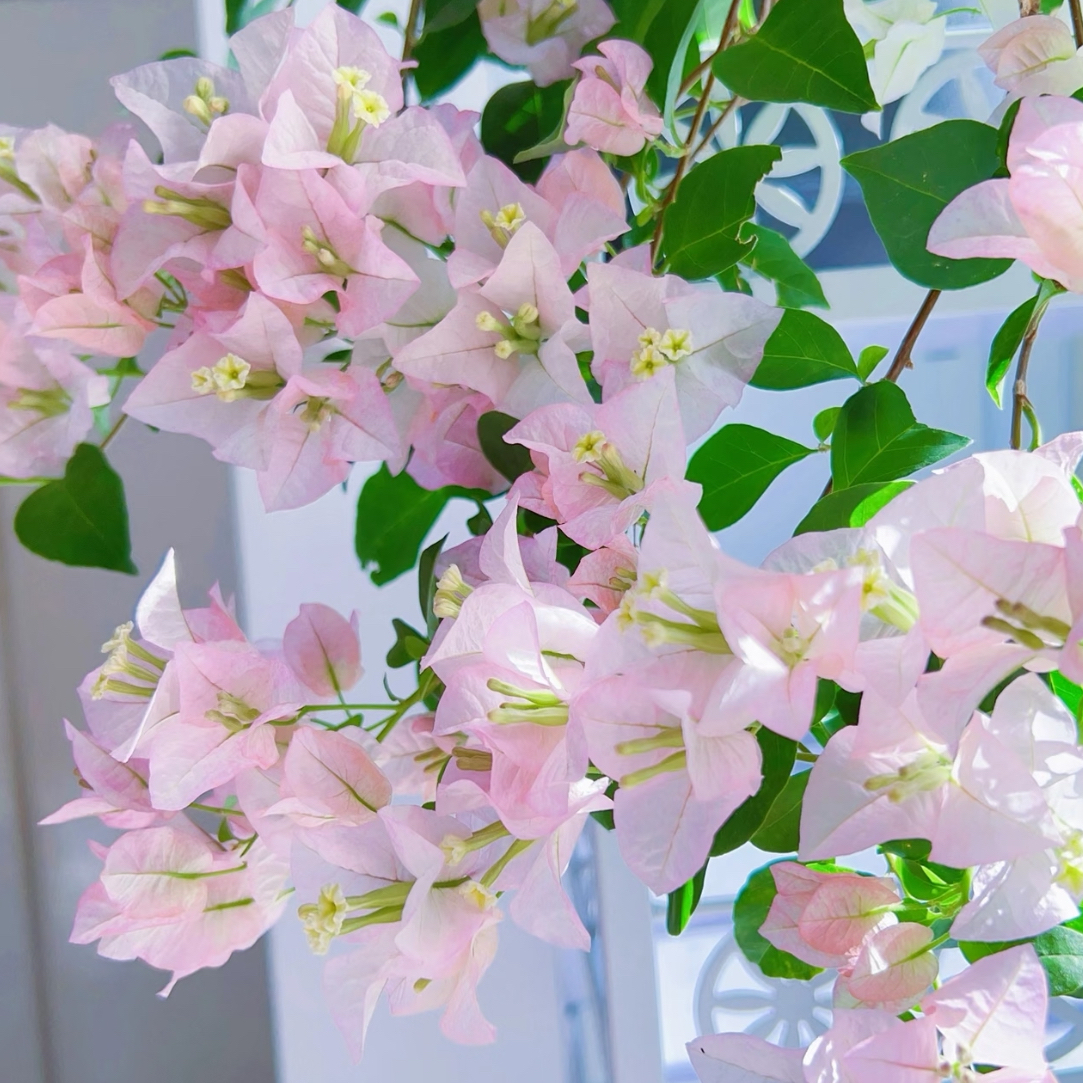 绿叶丽娜三角梅原盆原土发货不带陶瓷盆一个月内换盆不售后