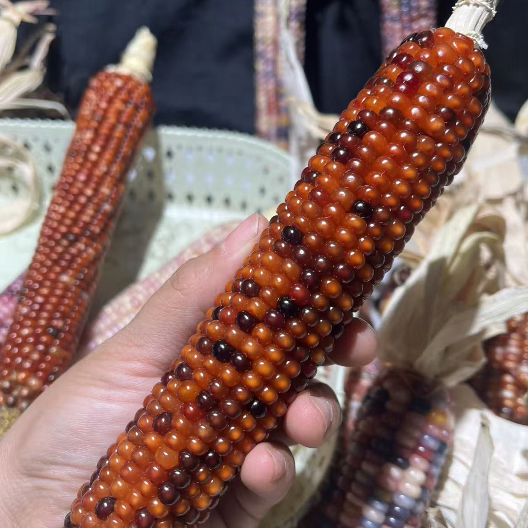 天然文玩玉米手把件{仅限直播间使用}