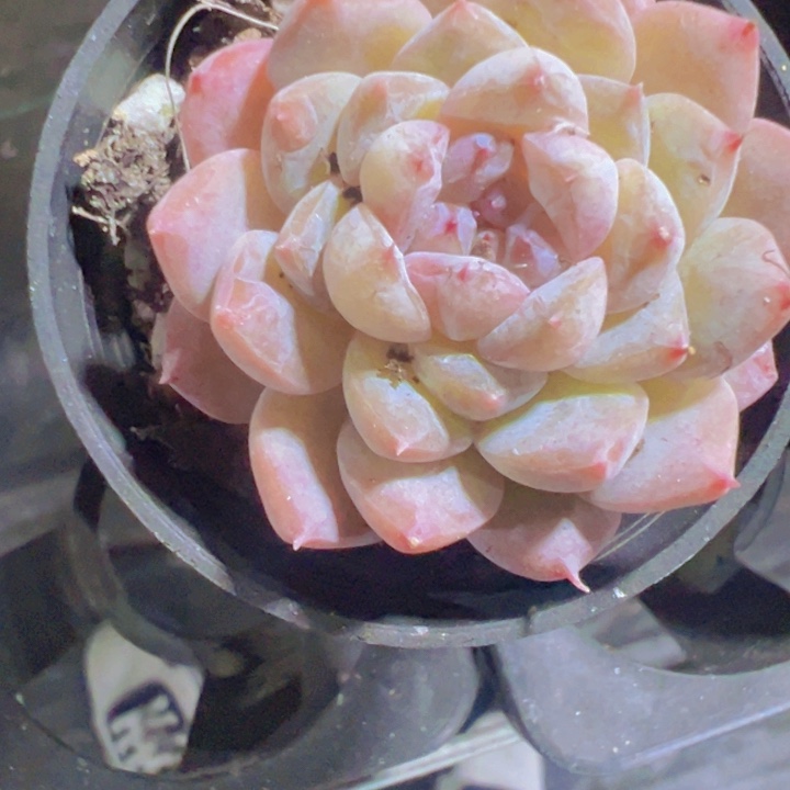 景中玉精品多肉植物