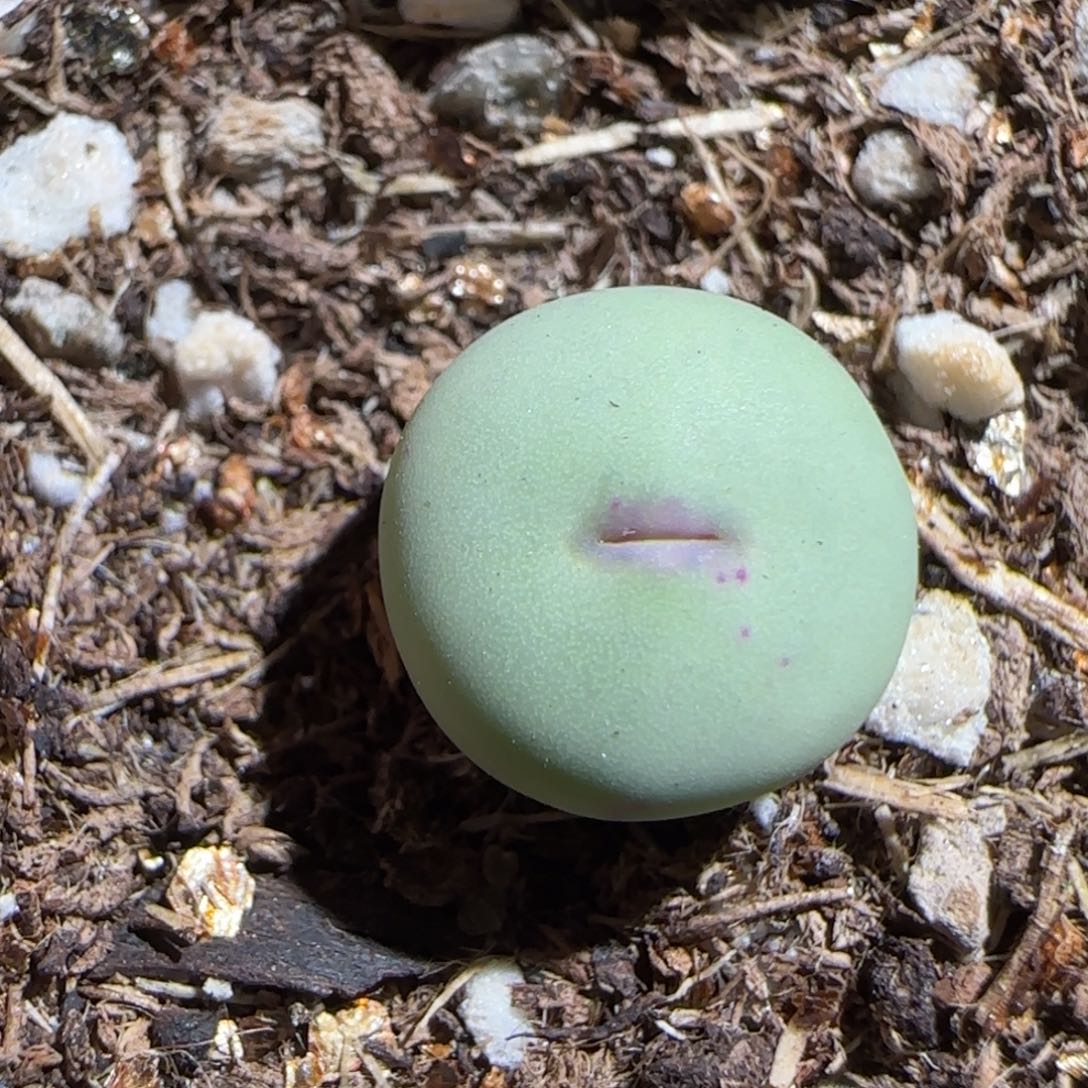 肉锥多肉植物组合-sb1985红嘴1416