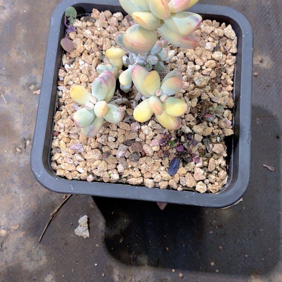 苏***S福娘多肉植物老桩