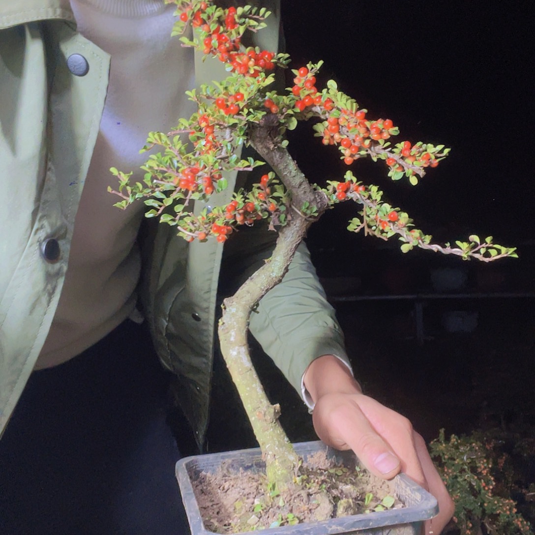无花朵荀子盆景园区