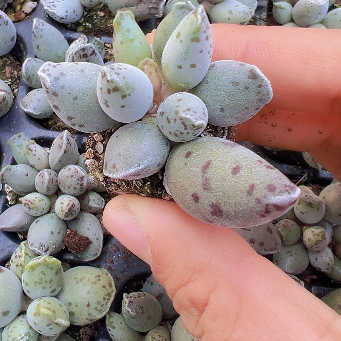 海豹苗3颗19包邮多肉