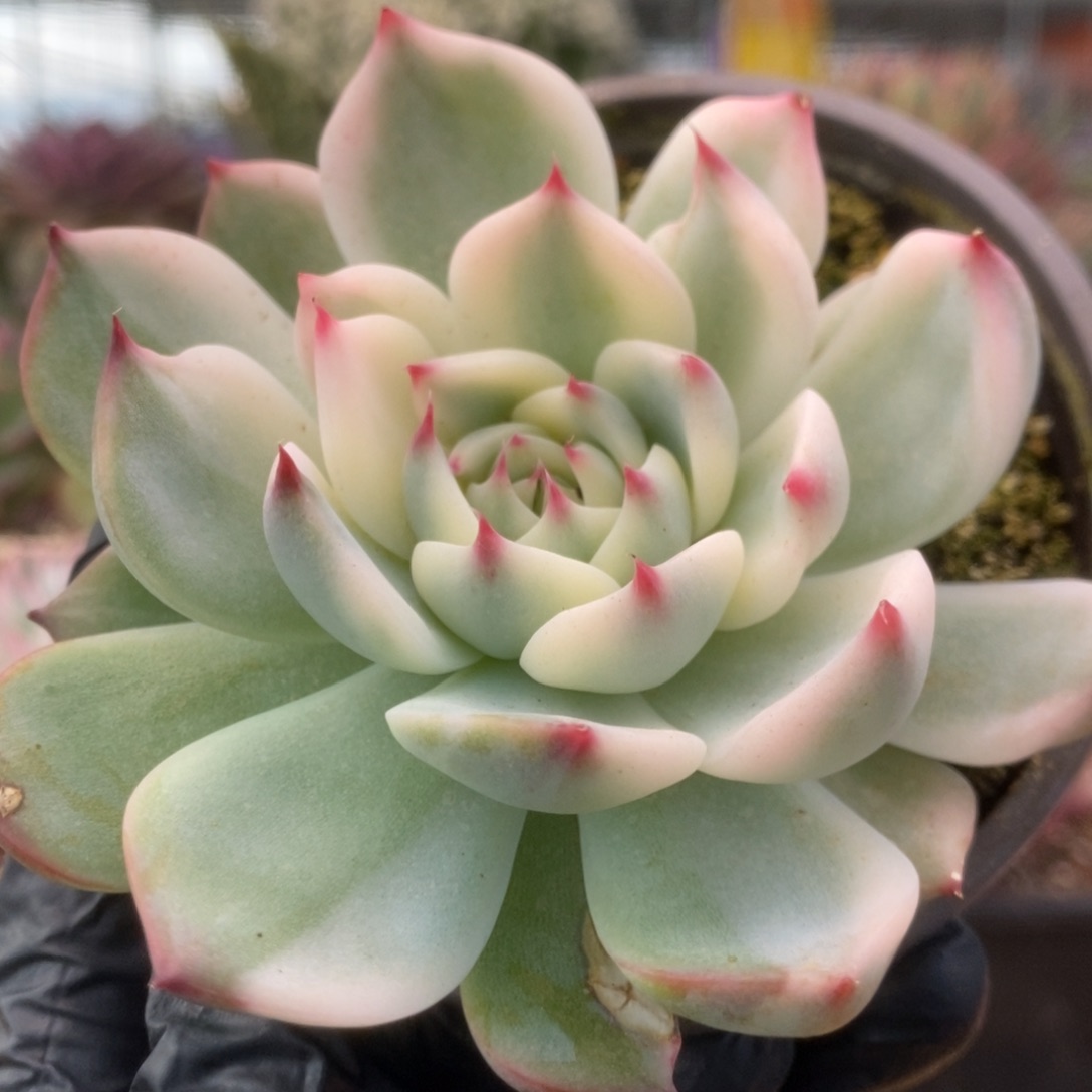 053锦锦锦锦锦锦锦锦