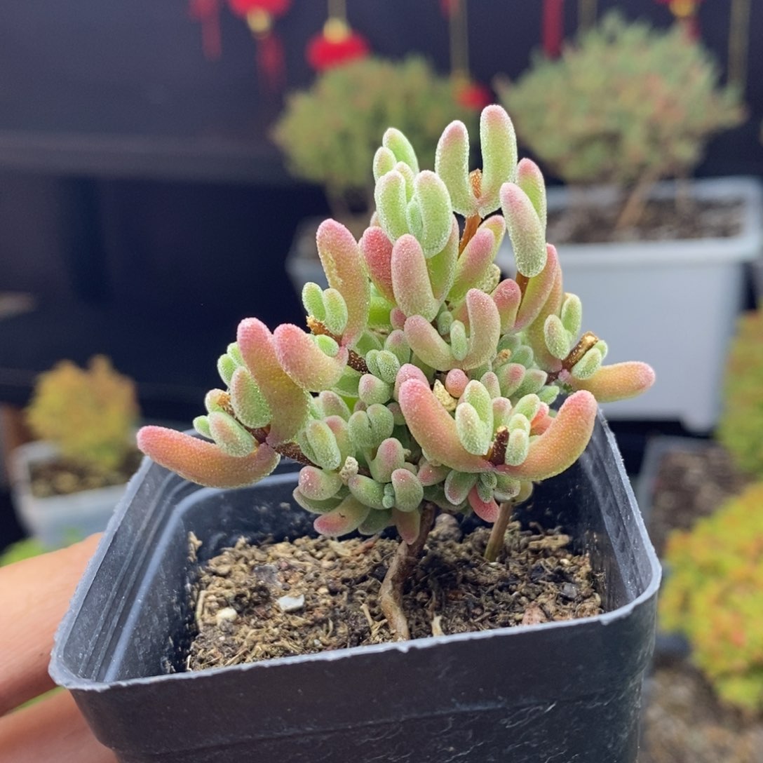 d27号实生红叶枝干多肉