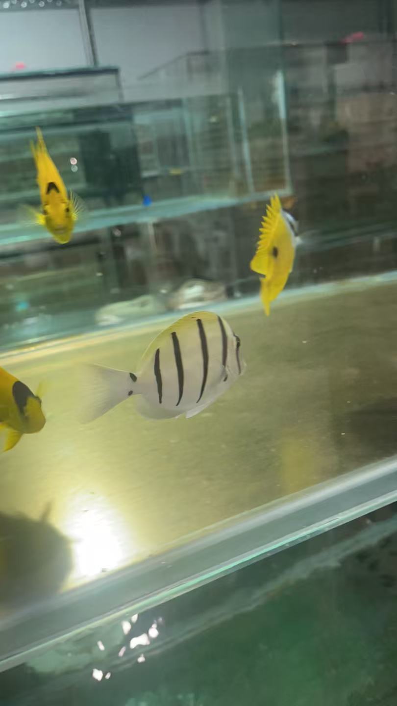 海水观赏鱼 斑马吊