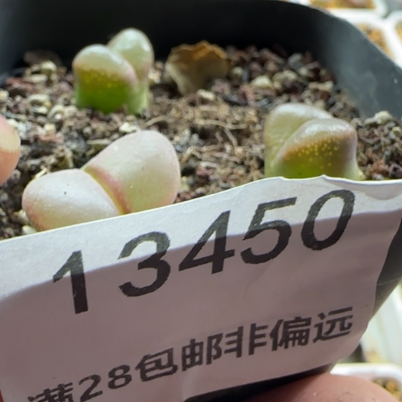 【闪购商品】一**丫13450