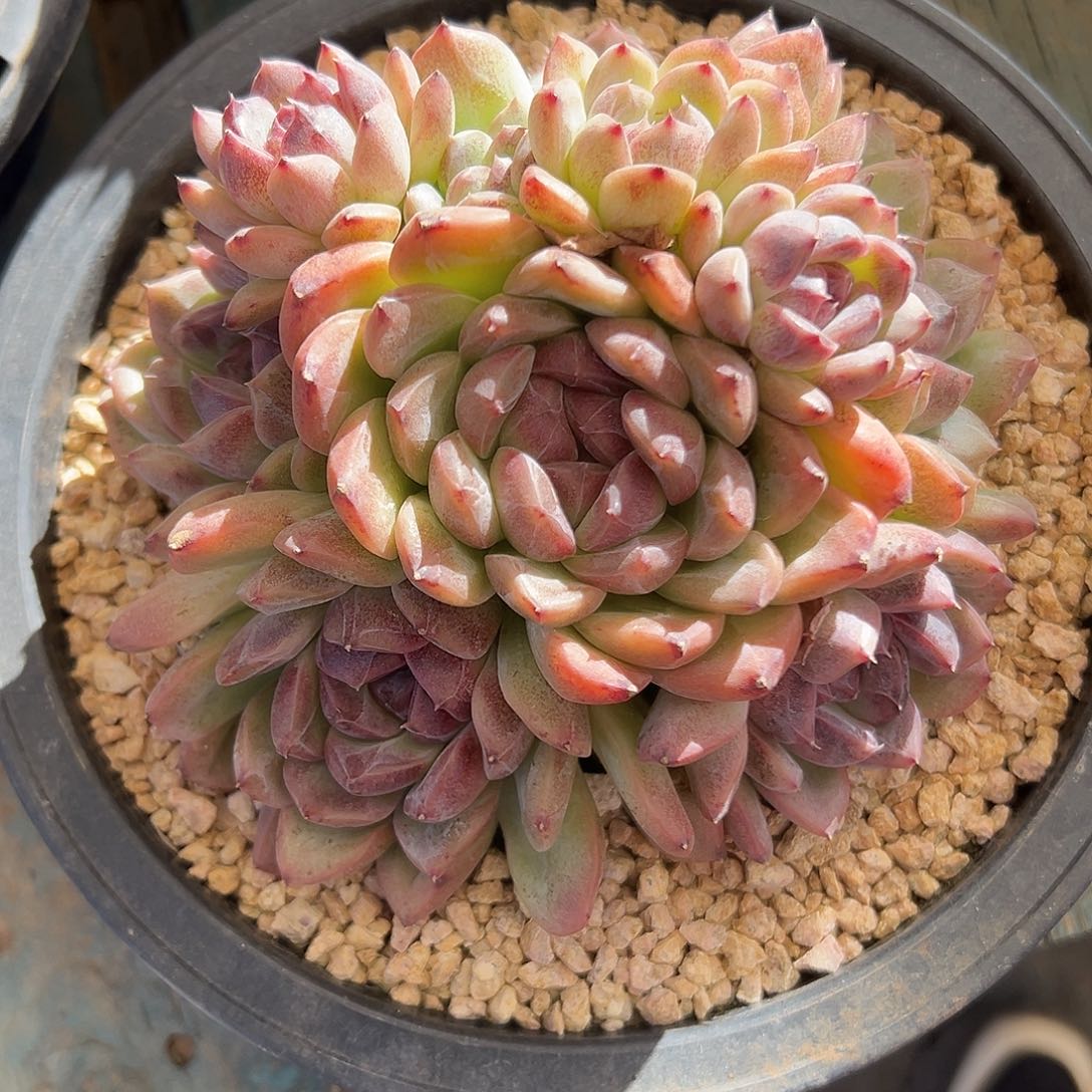 暗香捧花一物一拍