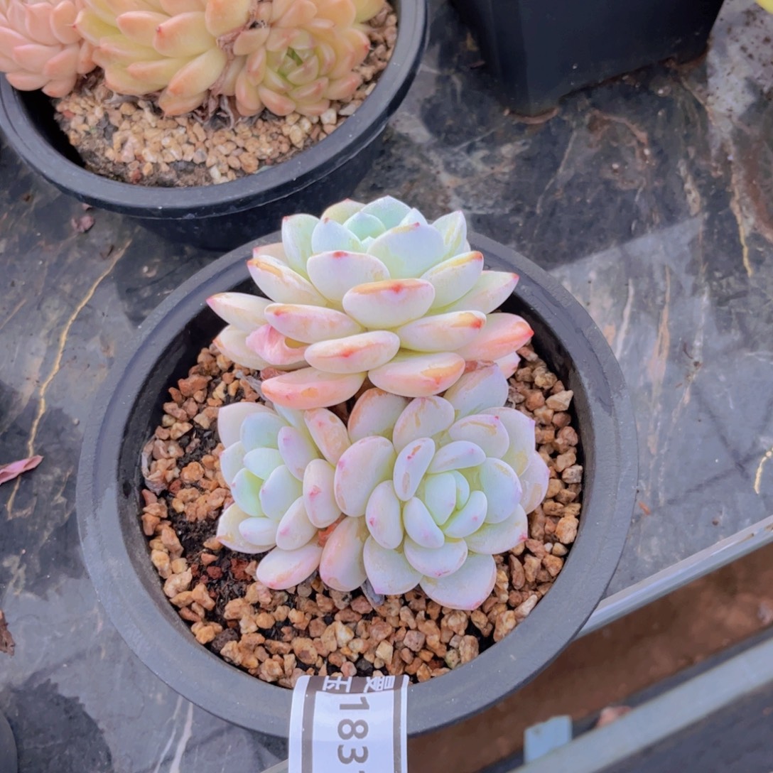 冷香多肉植物18312