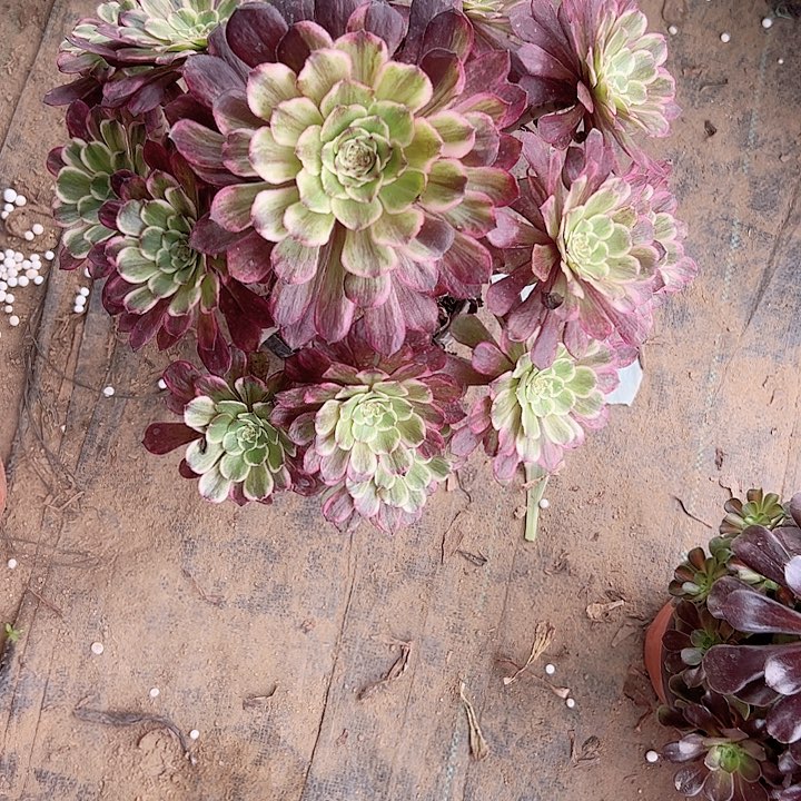 多肉法师植物链接21