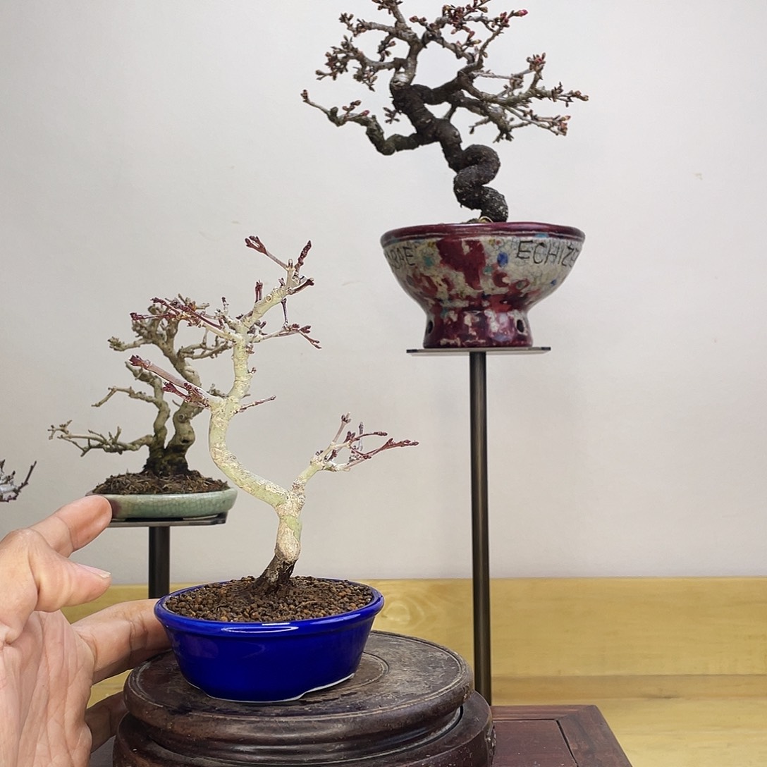 木本行姬枫树盆栽