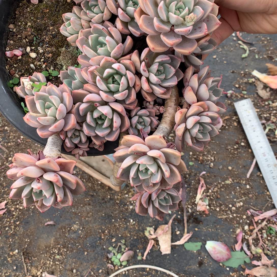 红粉佳人一物一拍17-110