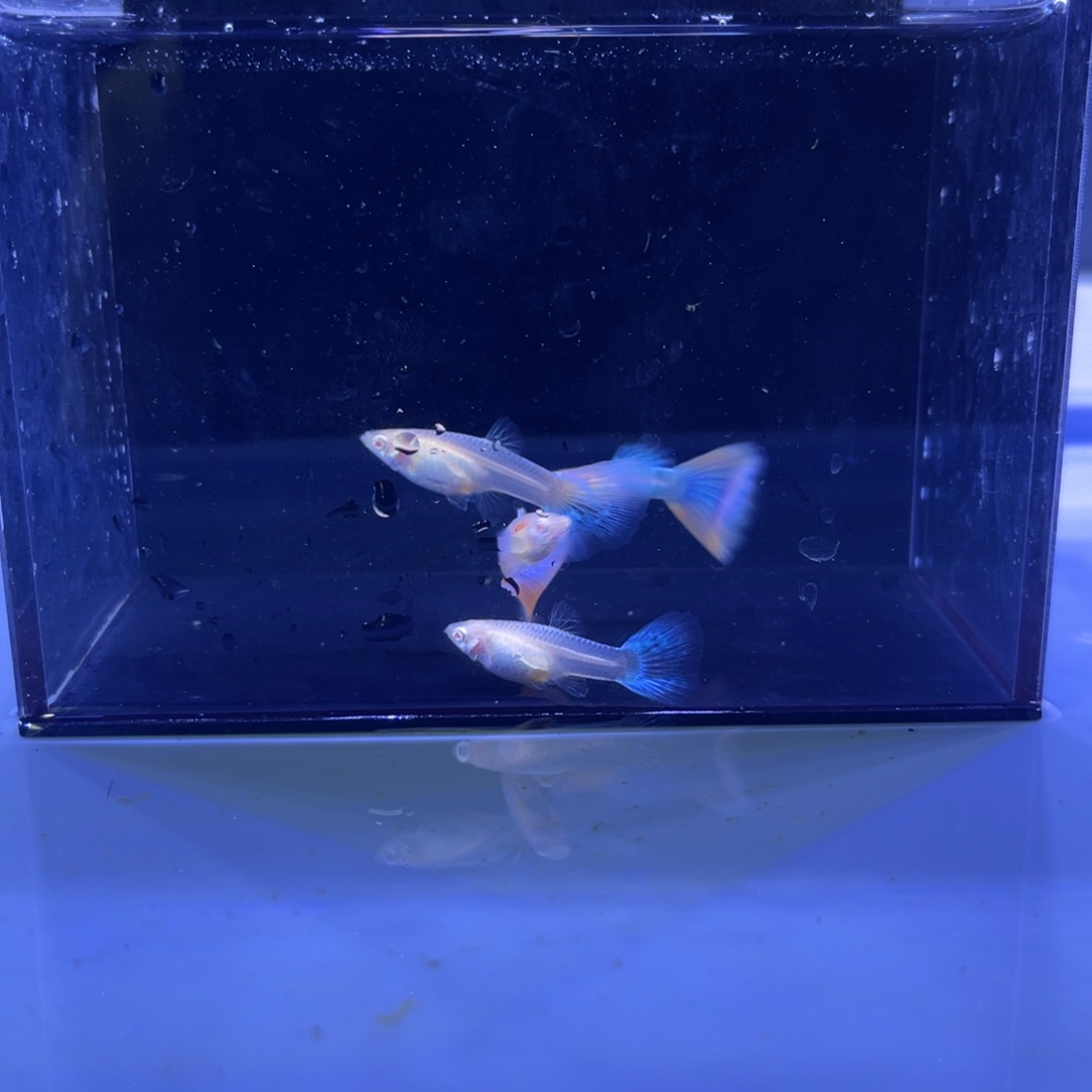 孔雀鱼天使彩虹两对开箱视频报损