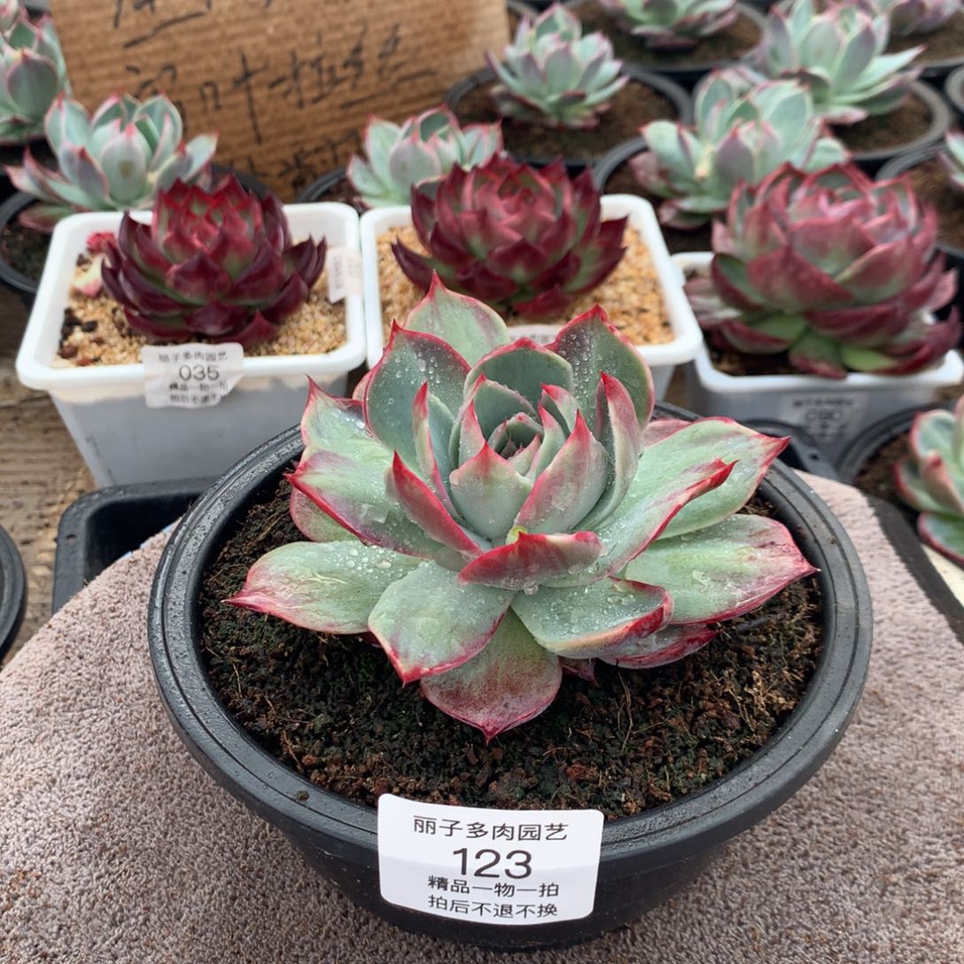 123惊鸿一物一拍。尺寸11。多肉植物