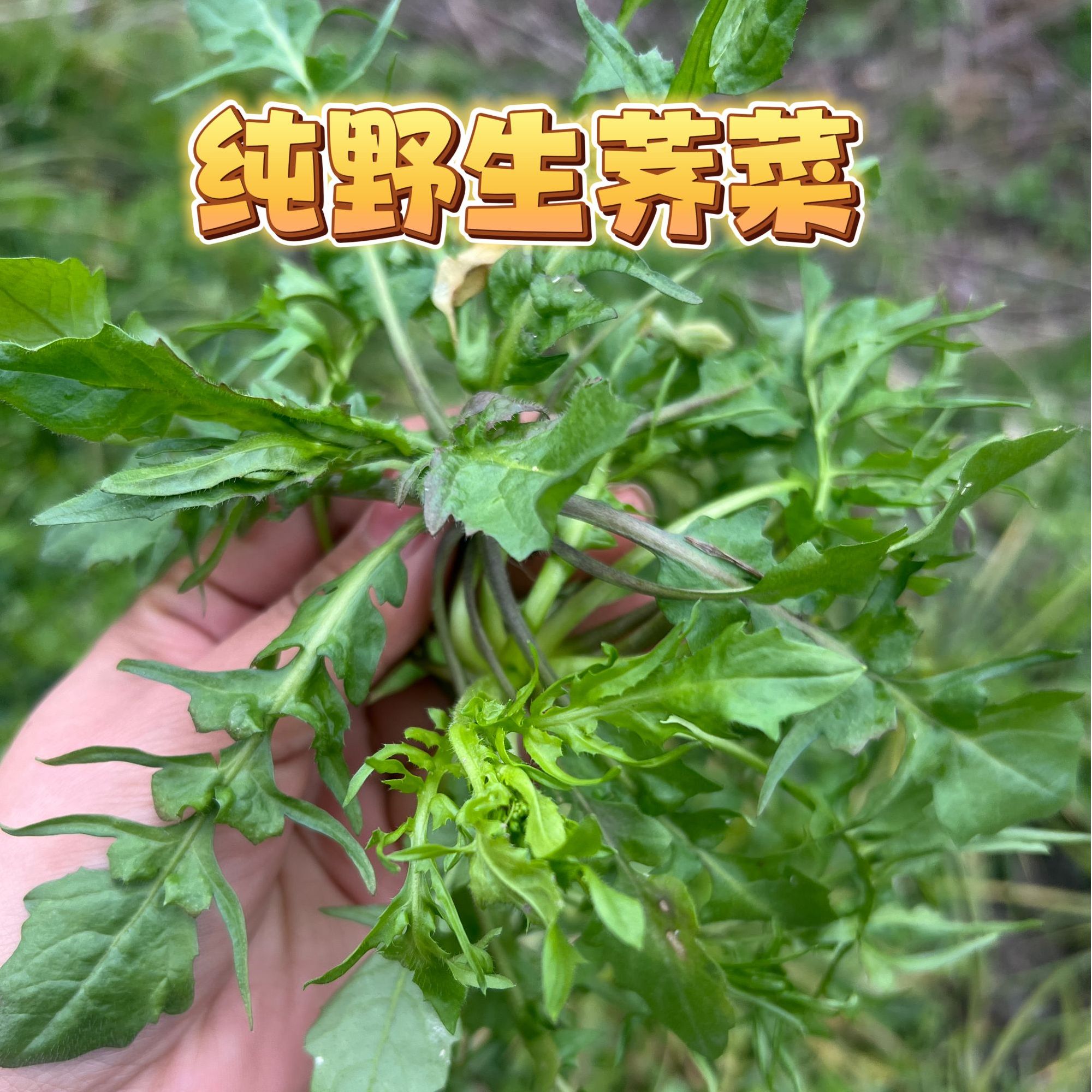 【现挖现发】纯正野生荠菜现摘现发新鲜荠菜耐寒野菜