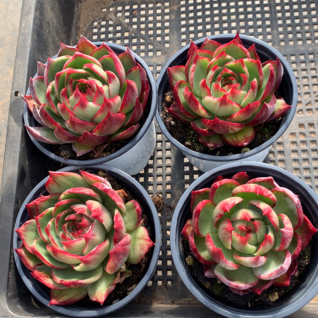 3157一物一拍4颗6颗