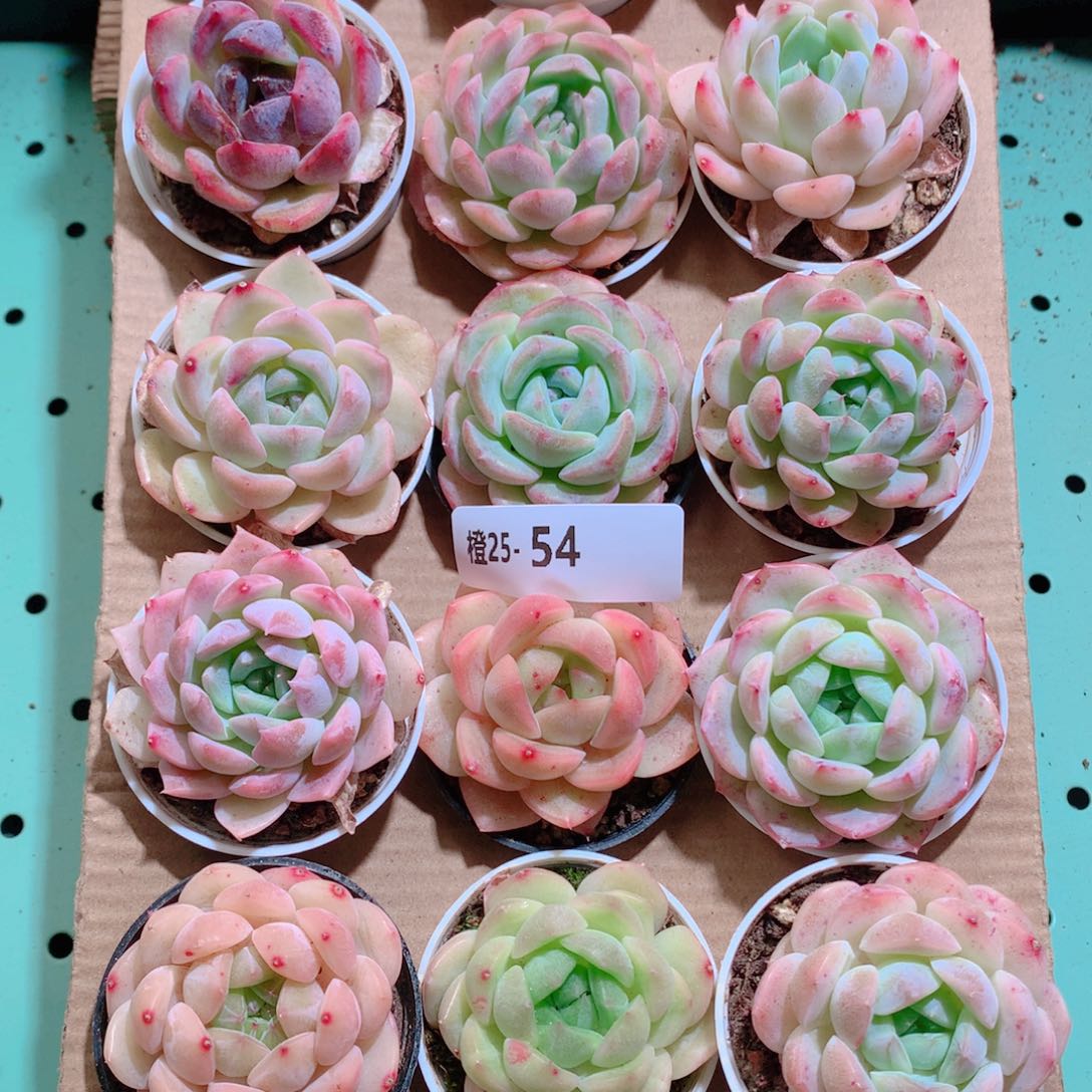 25-54一物一拍带盆18颗