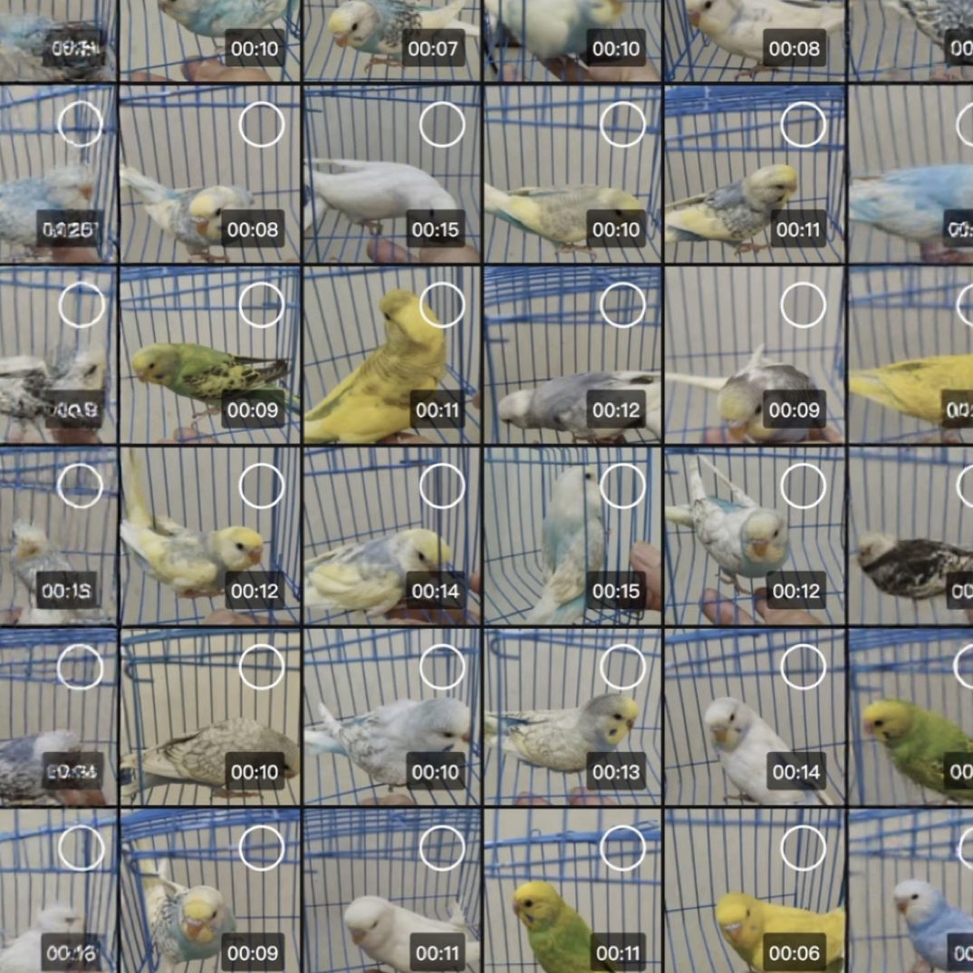 虎皮大头鹦鹉特价处理