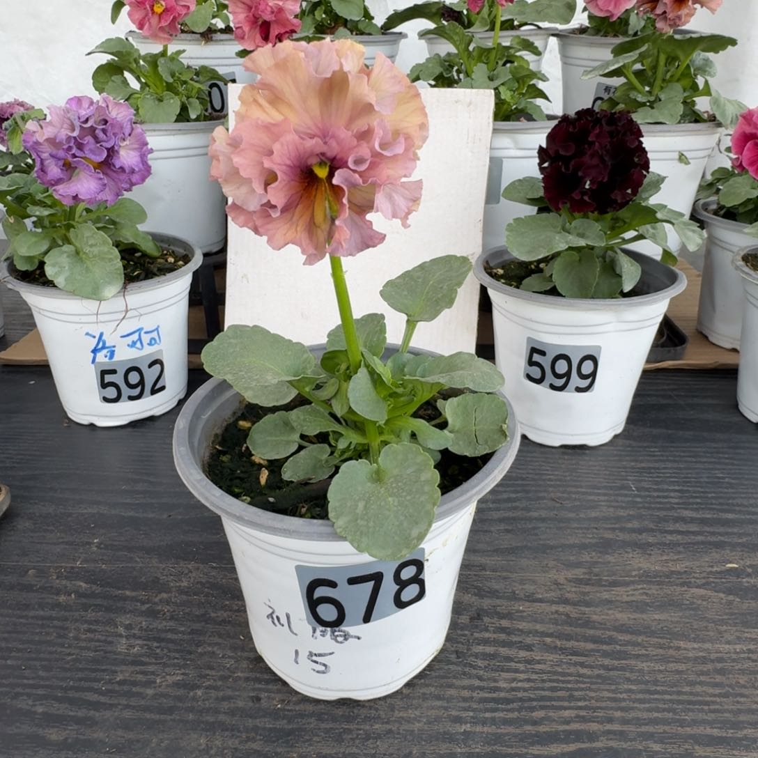 全部花朵678号角堇