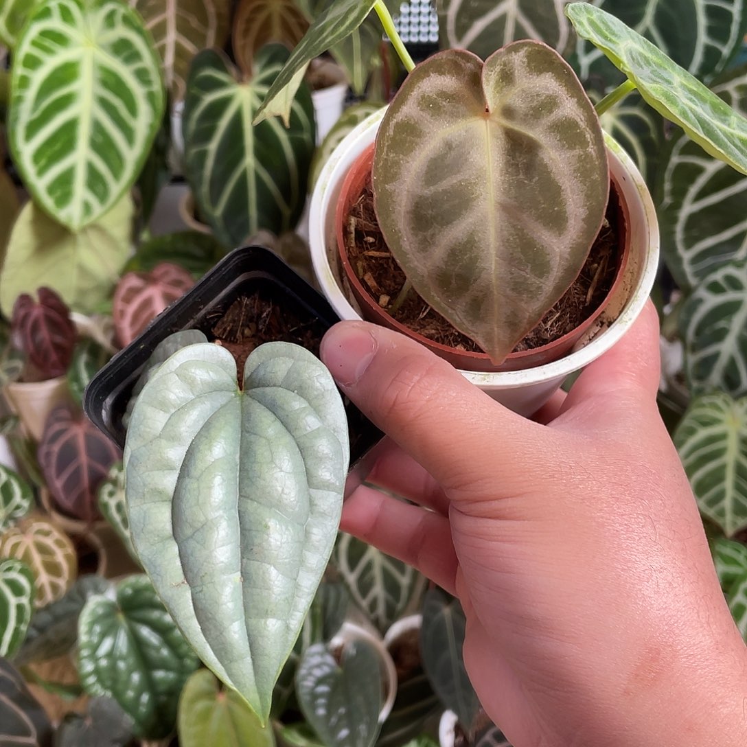 完全开放奢华银色面纱z