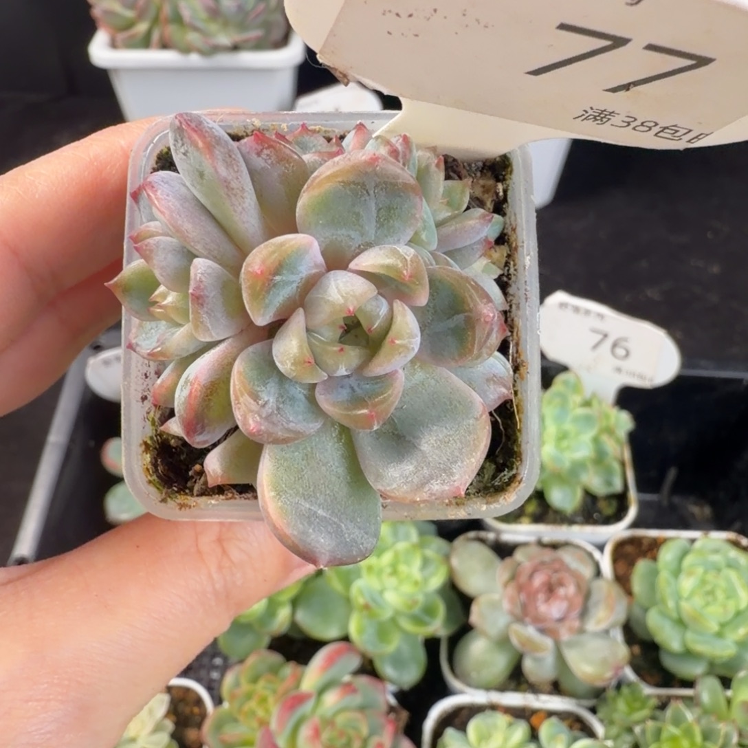 红恋七头群77号一颗