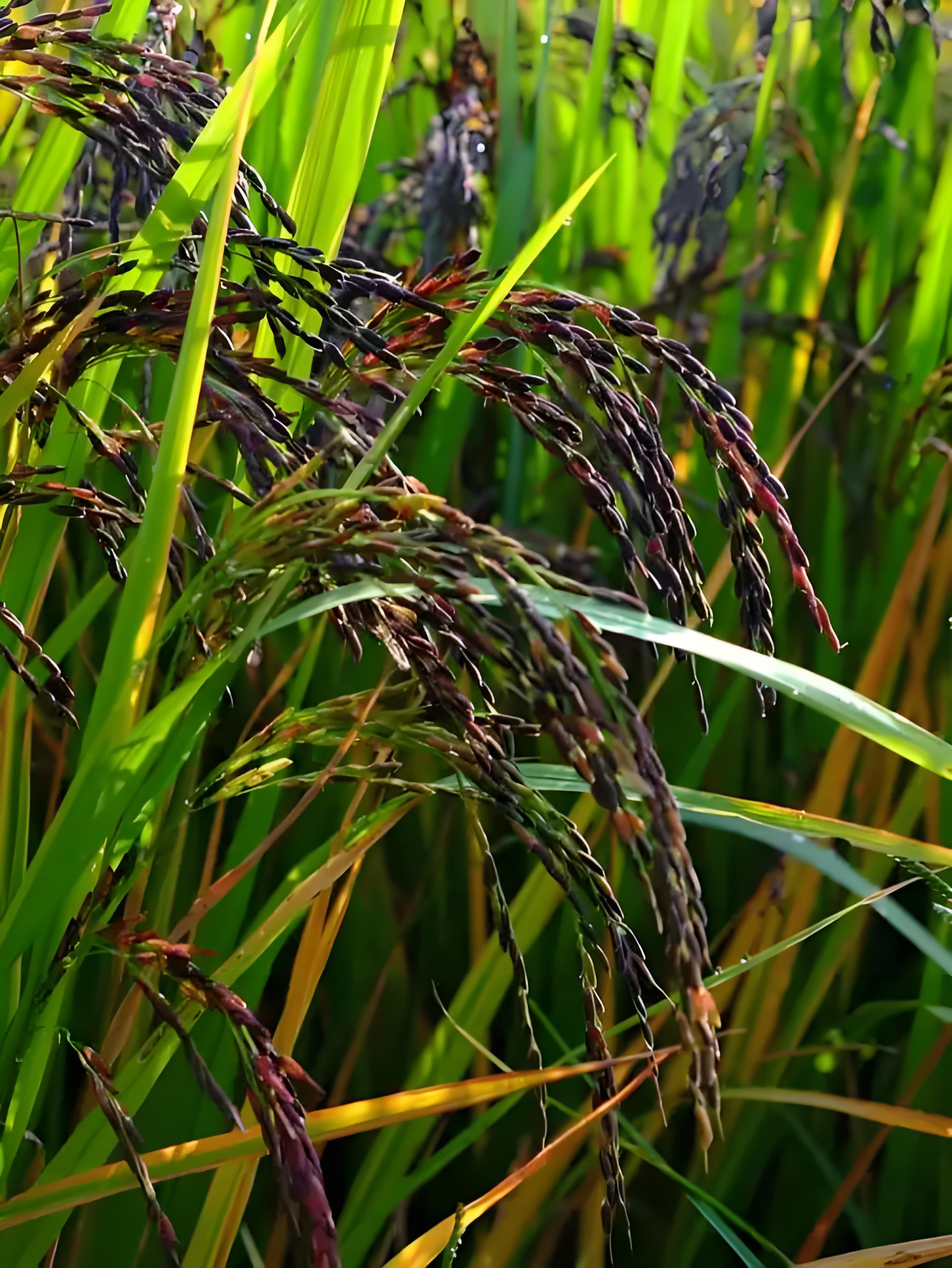 贵州高山农家梯田紫米（免泡）