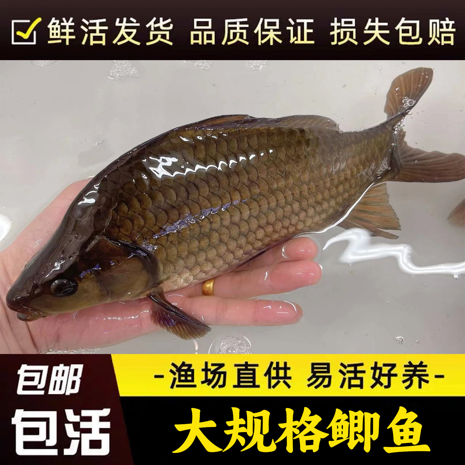 优质鲫鱼黄金鲫鱼中科5号鲫鱼本地鲫鱼淡水活体鲫鱼