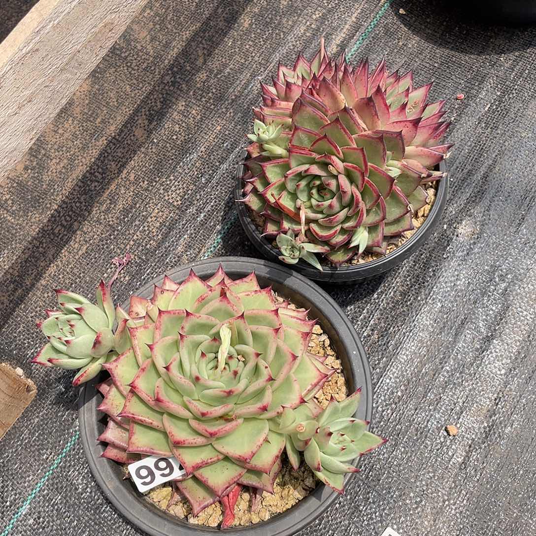 若如东云组拍766