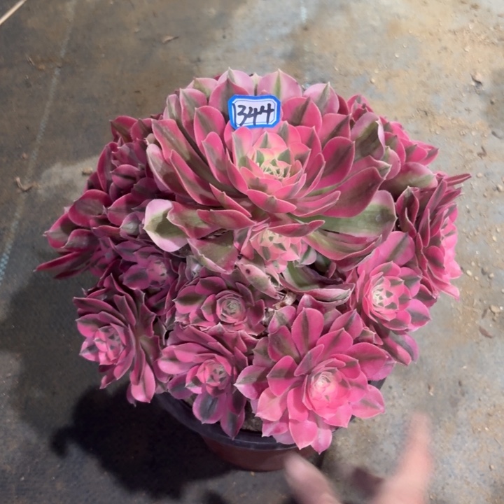 粉女巫1344一物一拍法师多肉