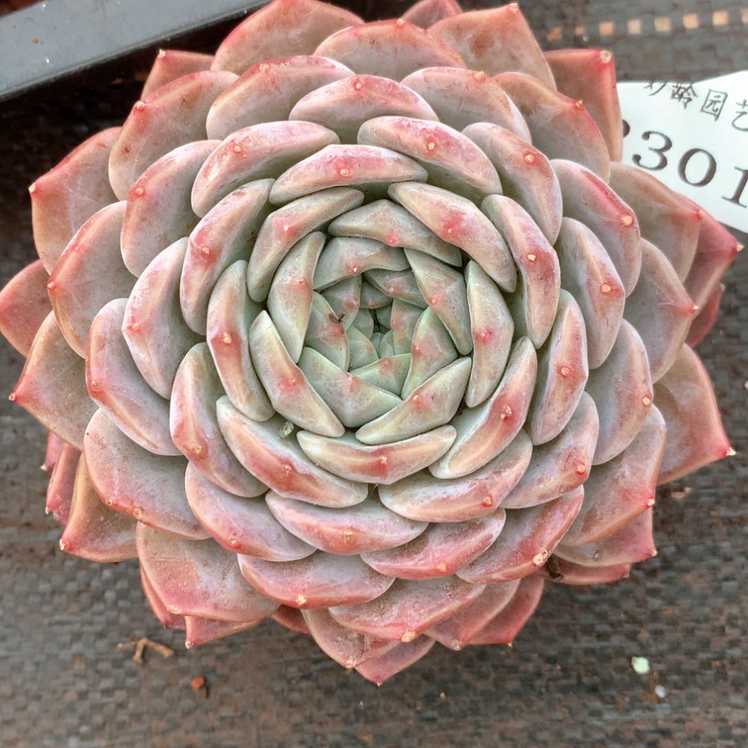 ?****2301杂交多肉植物