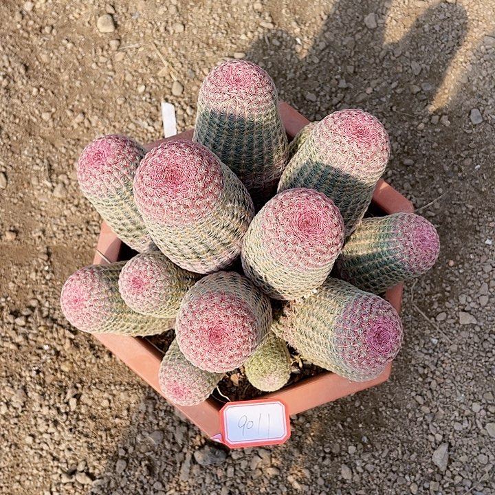 ～***～完全开放9011红太阳裸根发货