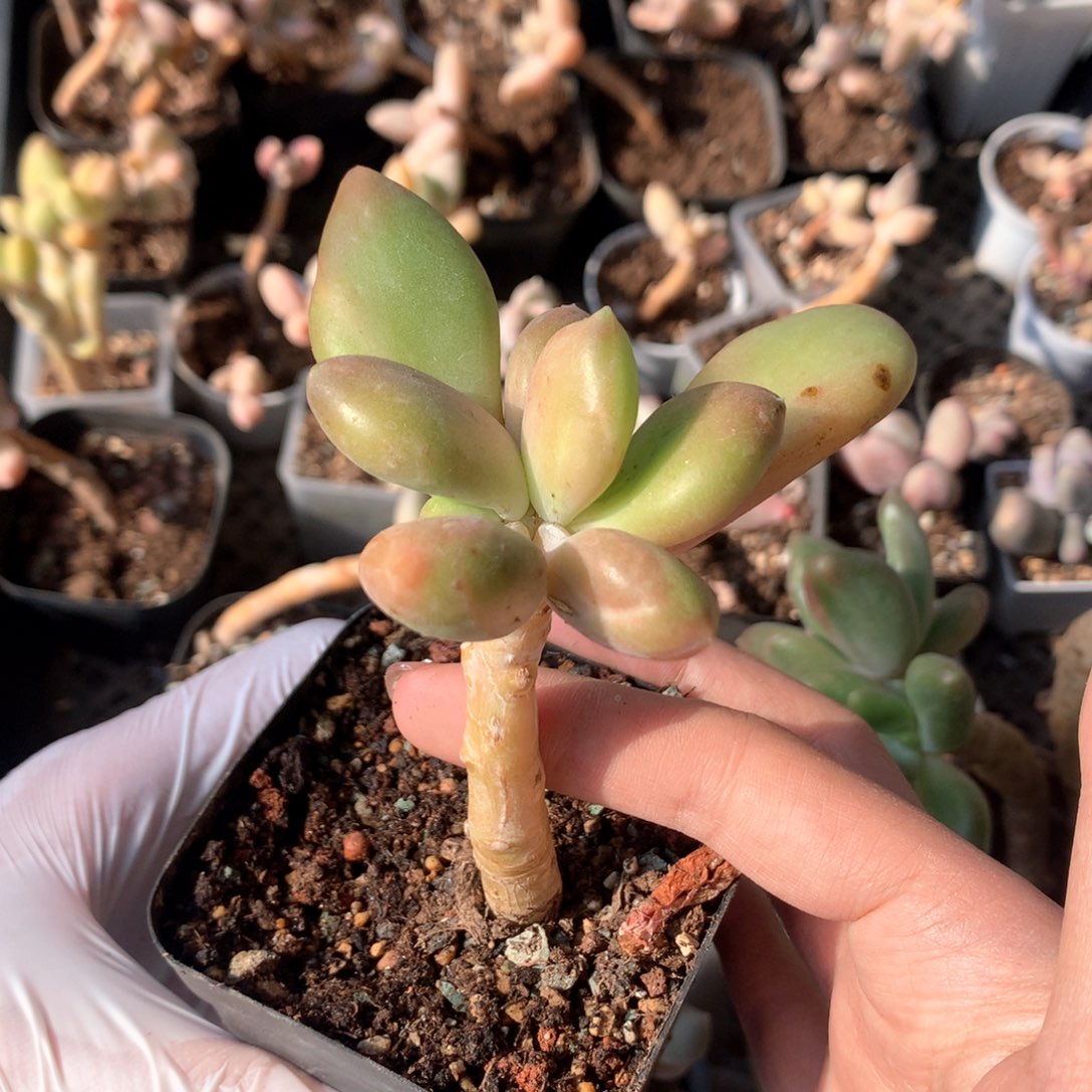 乌里维亚双头284