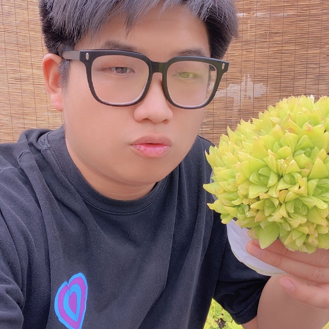 黄金玉露带盆土特价