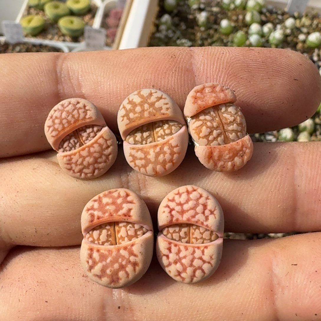 J967粉爪寿丽二代三年