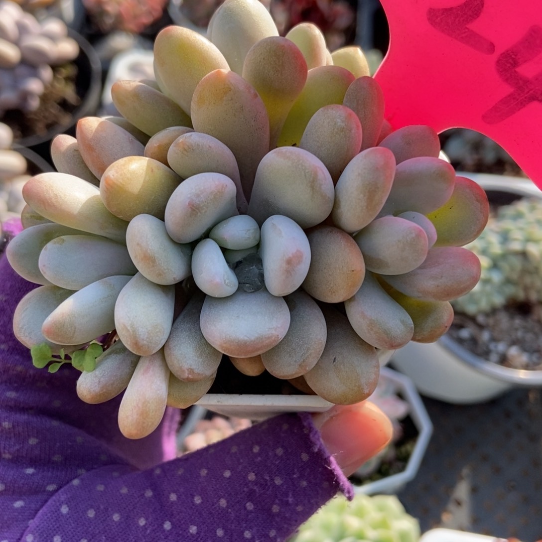 724粉兔多肉植物多肉