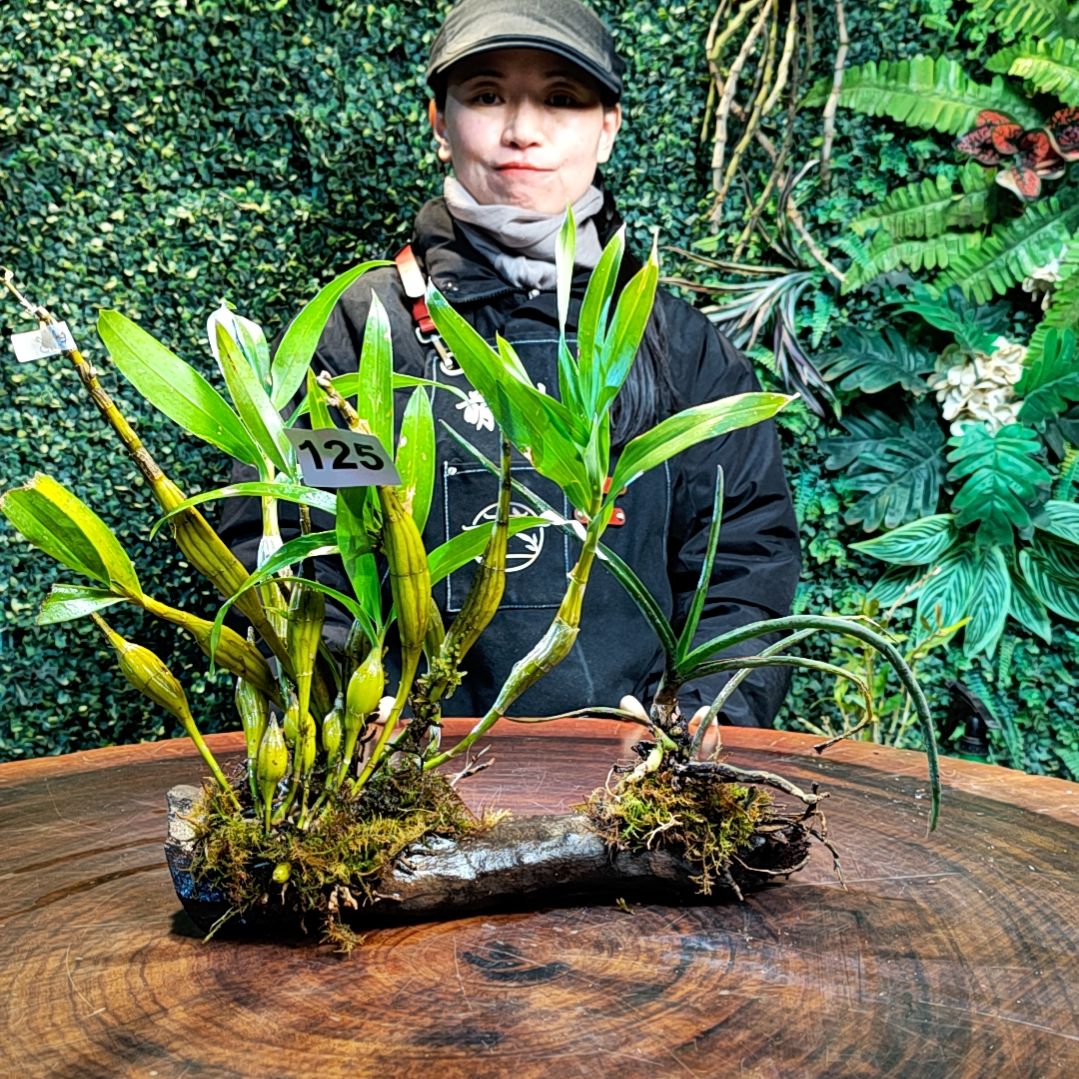 【闪购商品】125长苏花花